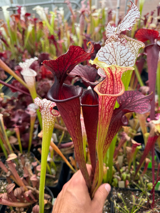 Sarracenia x Saurus x Adrian Slack 4 (Shipped Bare-Root)