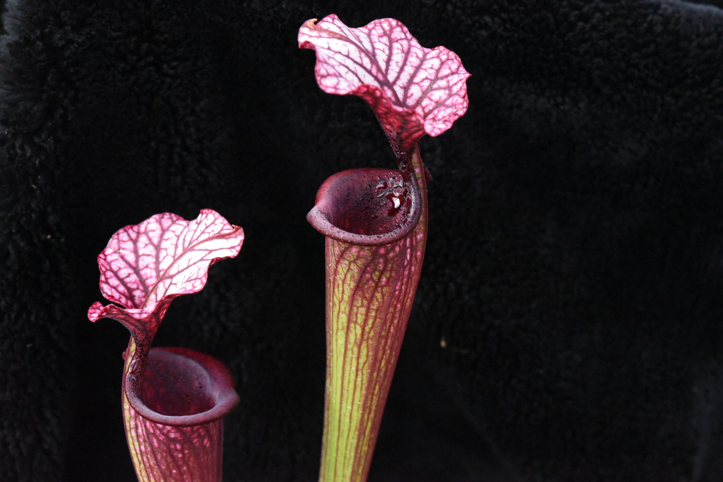 Sarracenia x (Saurus x Adrian Slack) Santa Clara - Small (Shipped Bare-Root)
