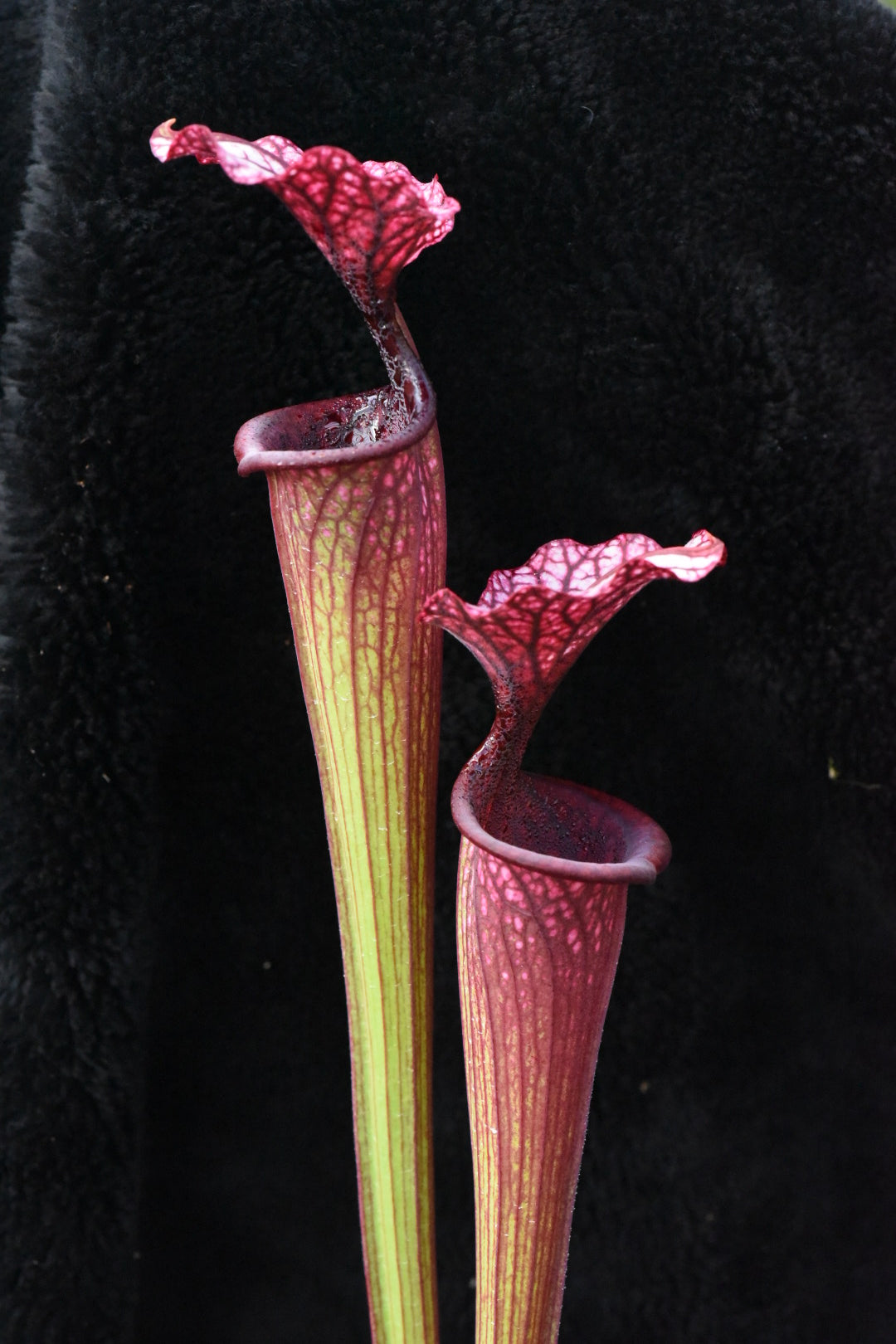 Sarracenia x (Saurus x Adrian Slack) Santa Clara - Small (Shipped Bare-Root)