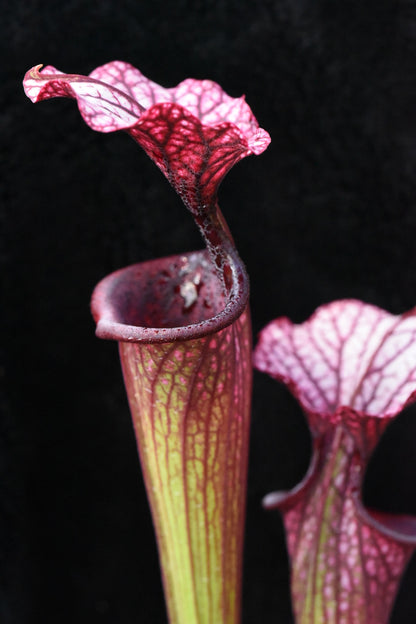 Sarracenia x (Saurus x Adrian Slack) Santa Clara - Small (Shipped Bare-Root)