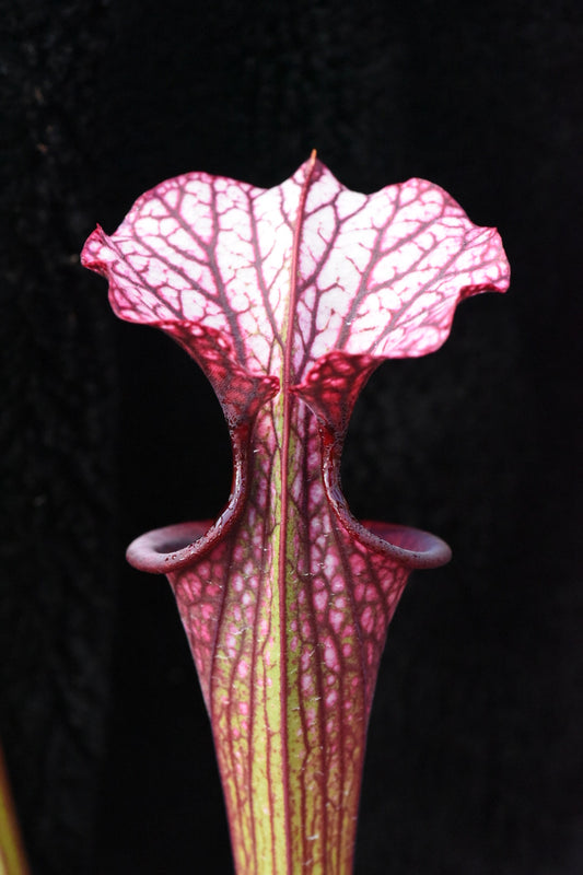 Sarracenia x (Saurus x Adrian Slack) Santa Clara - Small (Shipped Bare-Root)