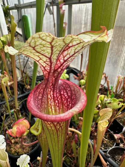 Sarracenia x (Saurus x Adrian Slack) Santa Clara - Small (Shipped Bare-Root)