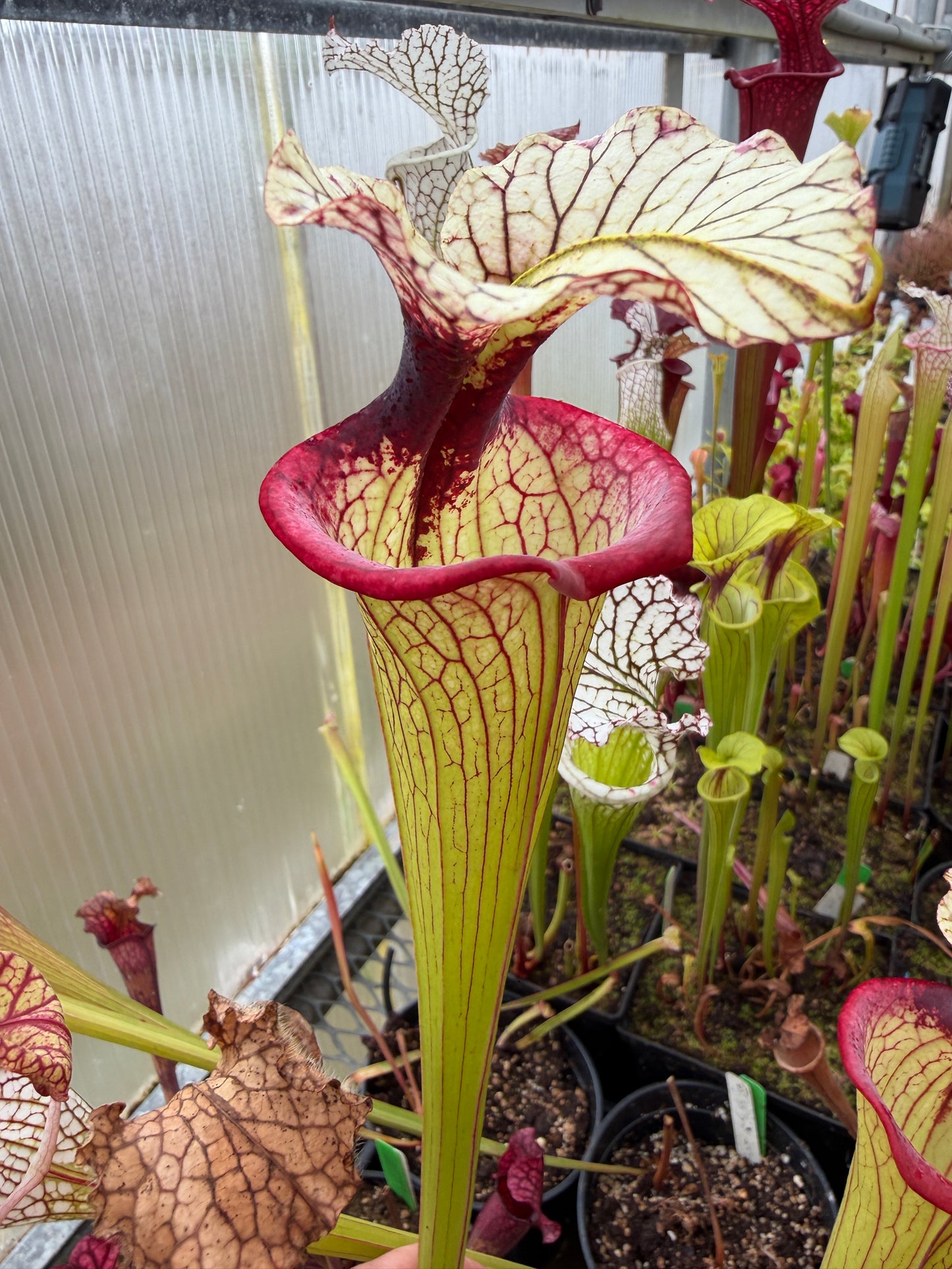 Sarracenia x Saurus x Legacy Rob C. (Shipped Bare-Root)