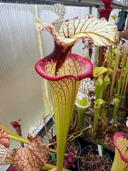 Sarracenia x Saurus x Legacy Rob C. (Shipped Bare-Root)