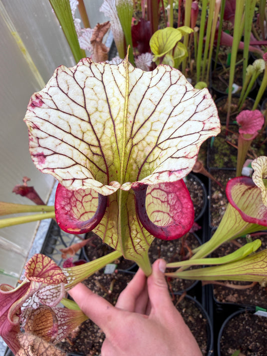 Sarracenia x Saurus x Legacy Rob C. (Shipped Bare-Root)