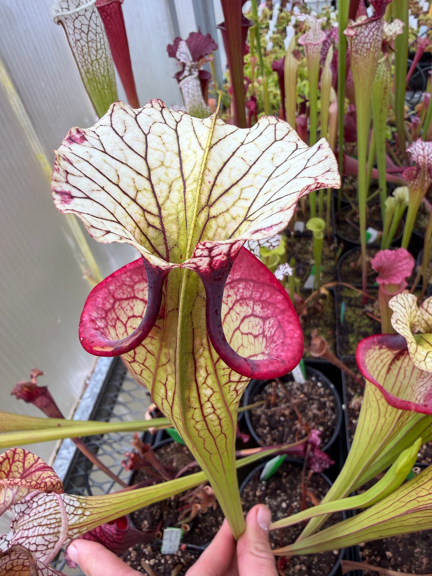 Sarracenia x Saurus x Legacy Rob C. (Shipped Bare-Root)