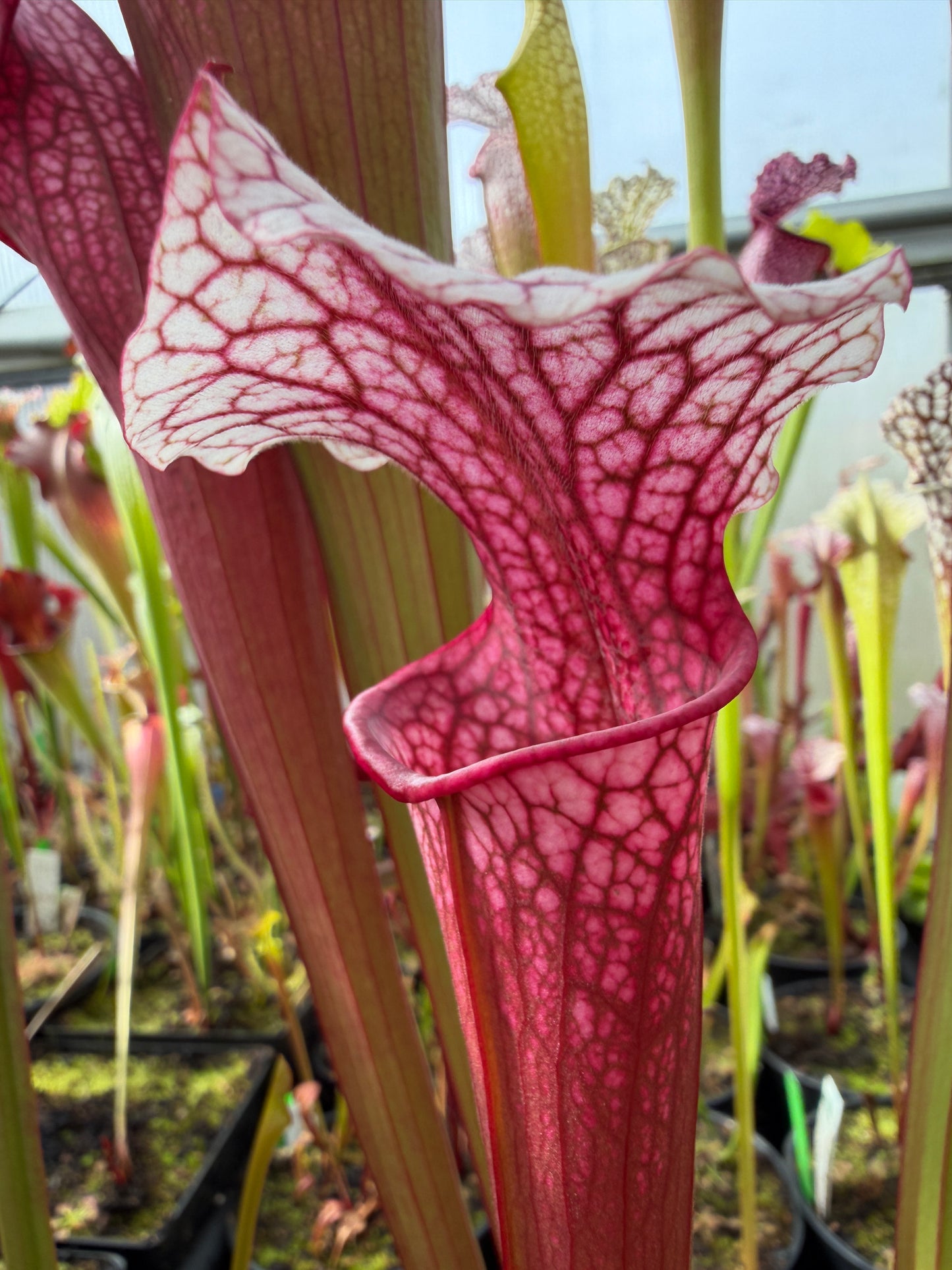 Sarracenia x Saxapahaw x Elaine's Fire & Ice Adam G. (Shipped Bare-Root)
