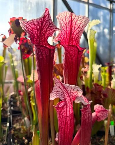 Sarracenia x Saxapahaw x Elaine's Fire & Ice Adam G. (Shipped Bare-Root)