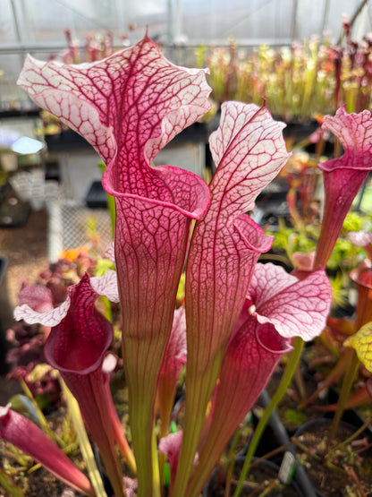 Sarracenia x Saxapahaw x Elaine's Fire & Ice Adam G. (Shipped Bare-Root)