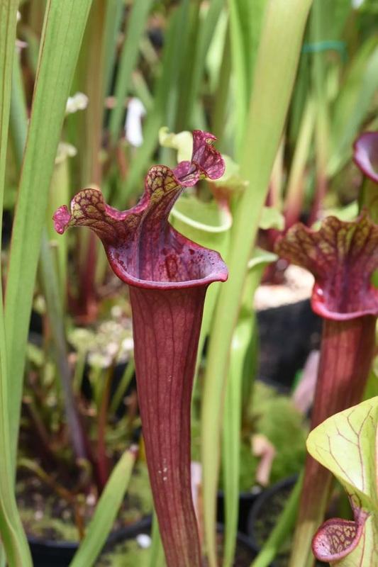 Sarracenia x Saxapahaw x Mitchelliana D-P Phil F. (Shipped Bare-Root)