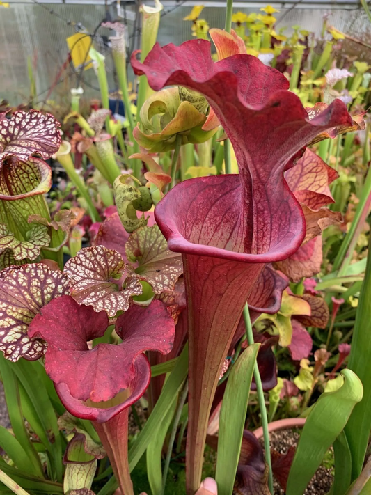 Sarracenia x Saxapahaw (Shipped Bare-Root)