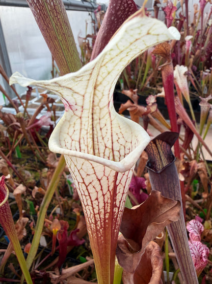 Sarracenia x Shenelle's Ghost x Adrian Slack Rob C. (Shipped Bare-Root)