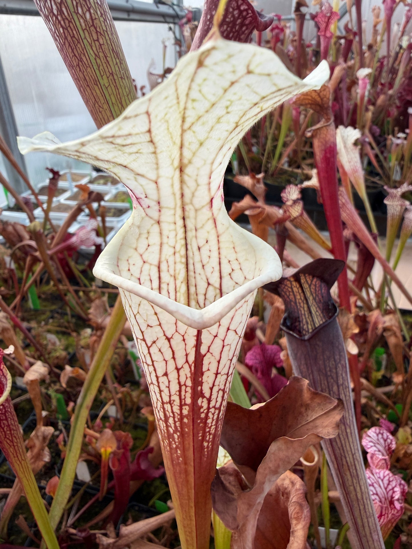 Sarracenia x Shenelle's Ghost x Adrian Slack Rob C. (Shipped Bare-Root)
