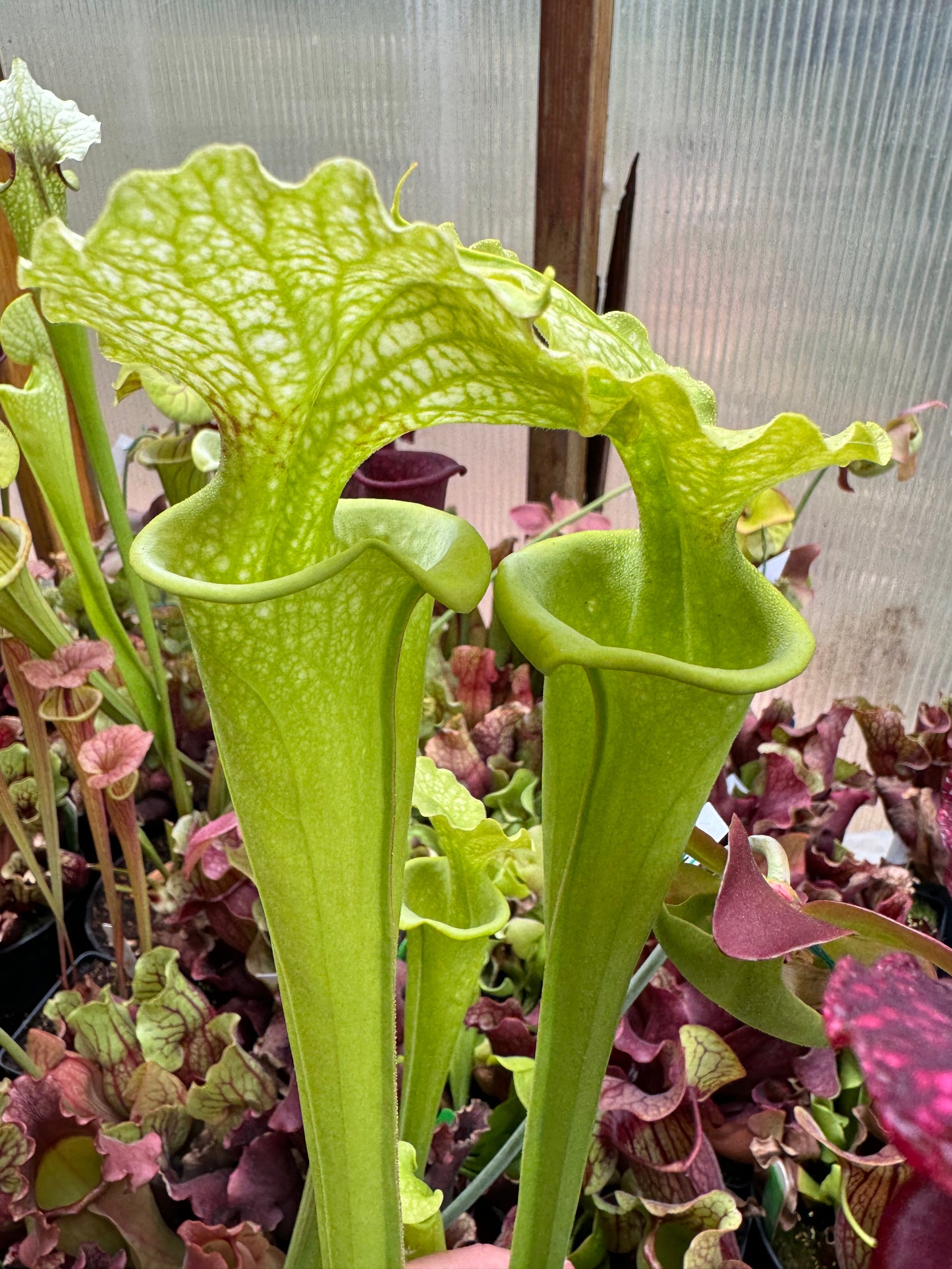 Sarracenia x Shenelle's Ghost x flava Maxima MBR (Shipped Bare-Root)