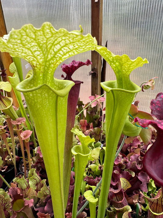 Sarracenia x Shenelle's Ghost x flava Maxima MBR (Shipped Bare-Root)