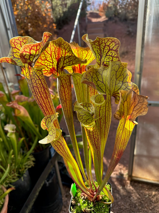 Sarracenia x Sun Visor (Shipped Bare-Root)
