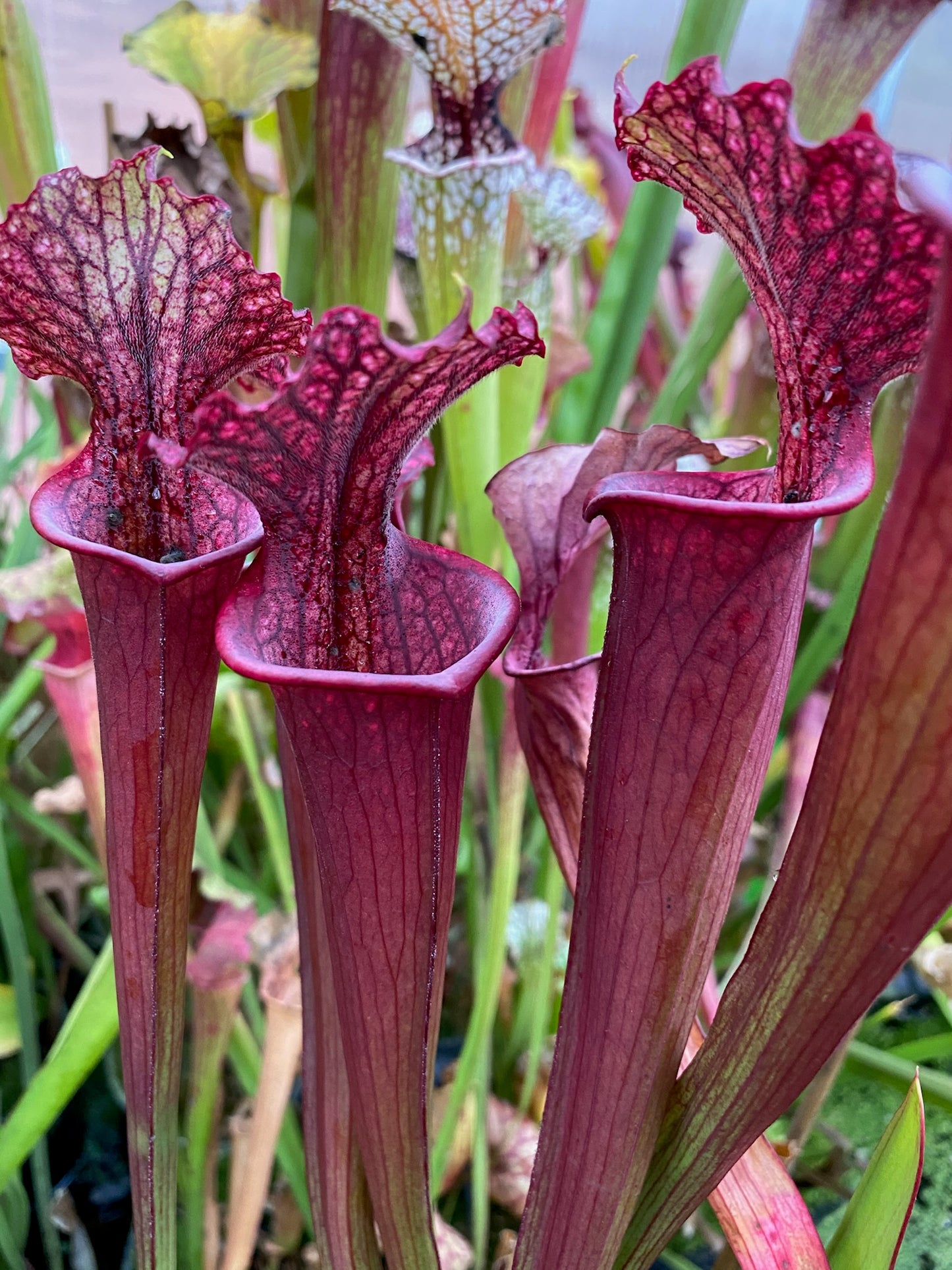 Sarracenia x Swords Swallower (Shipped Bare-Root)