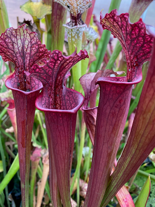Sarracenia x Swords Swallower (Shipped Bare-Root)