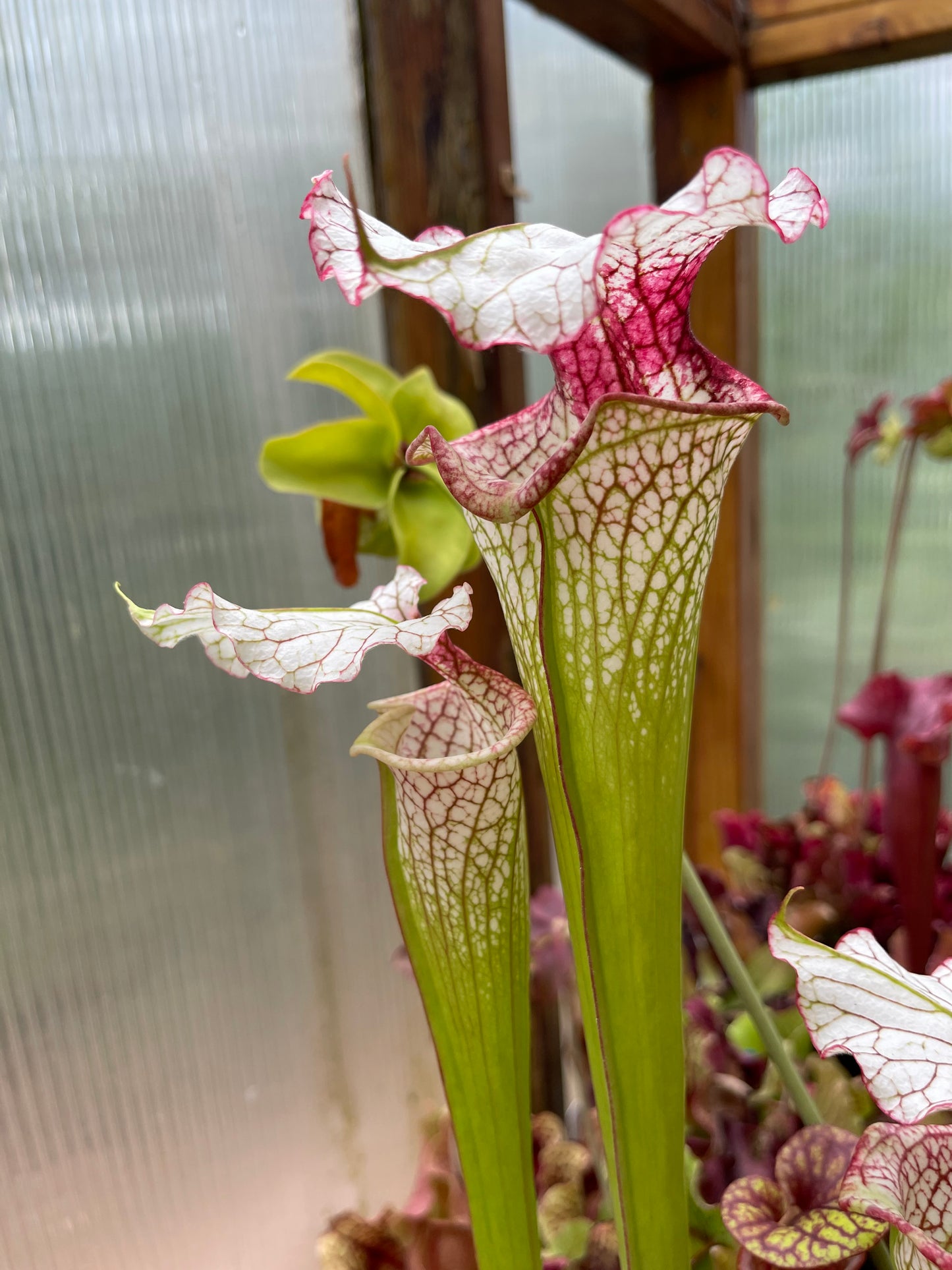 Sarracenia x Theodore Bennett (Shipped Bare-Root)