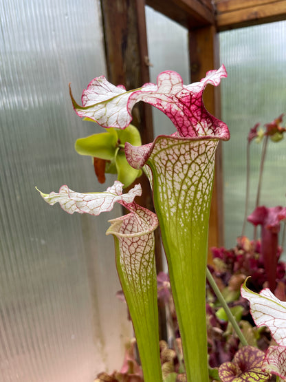 Sarracenia x Theodore Bennett (Shipped Bare-Root)