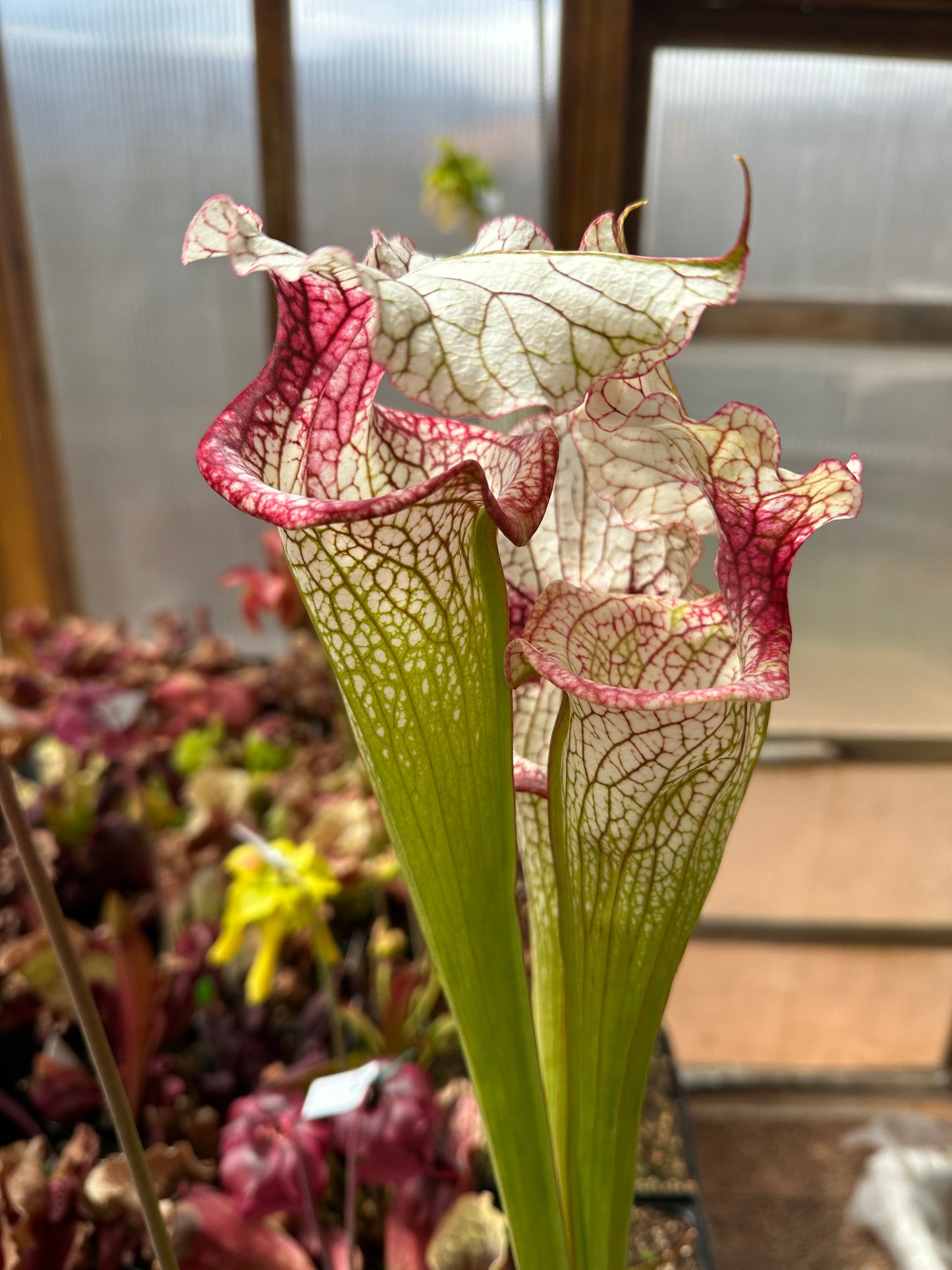 Sarracenia x Theodore Bennett (Shipped Bare-Root)
