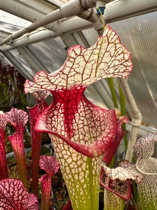 Sarracenia x Theodore Bennett (Shipped Bare-Root)