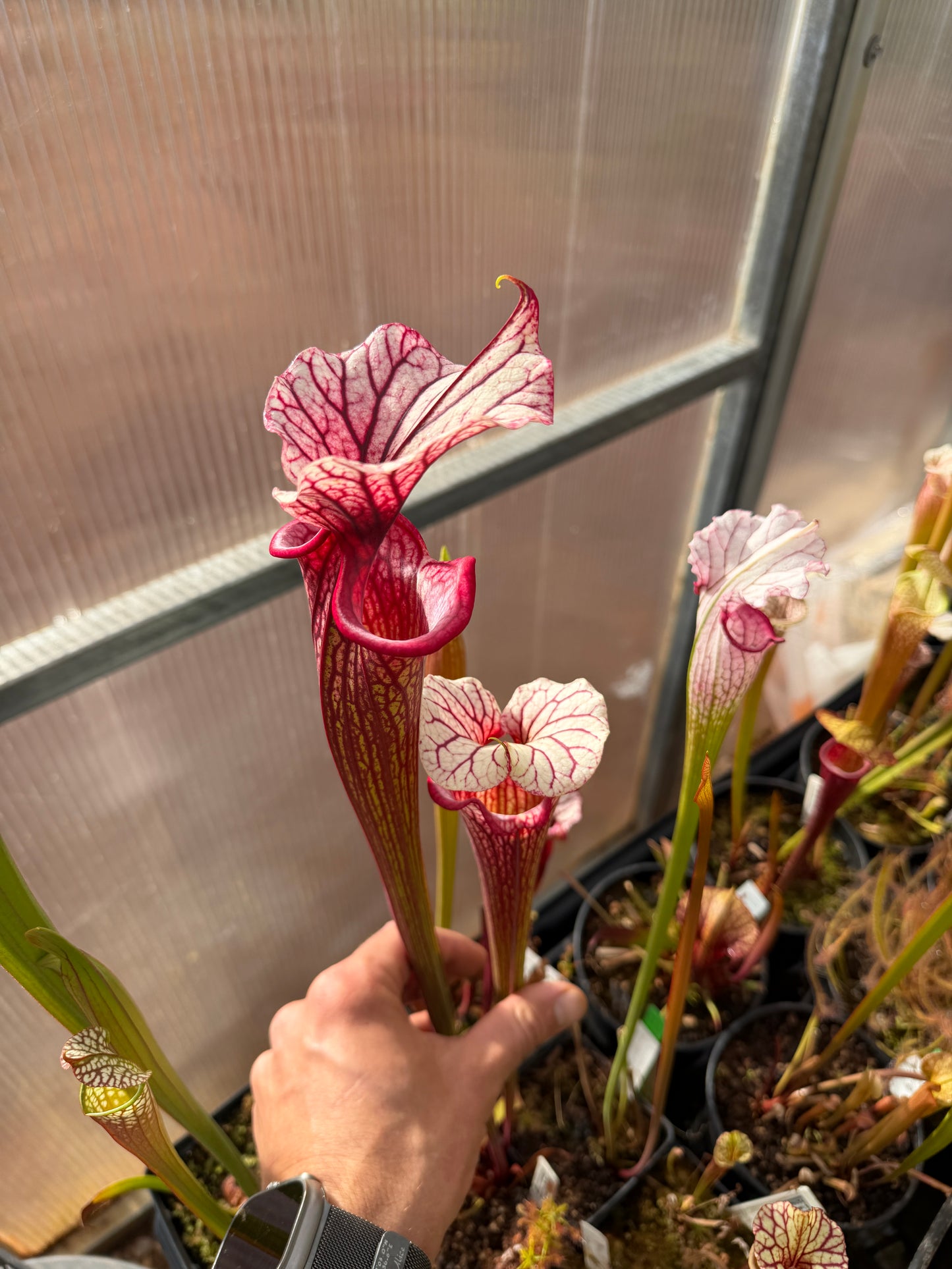 Sarracenia x Timothy King x Emile clone #3 CH/TH - Small (Shipped Bare-Root)
