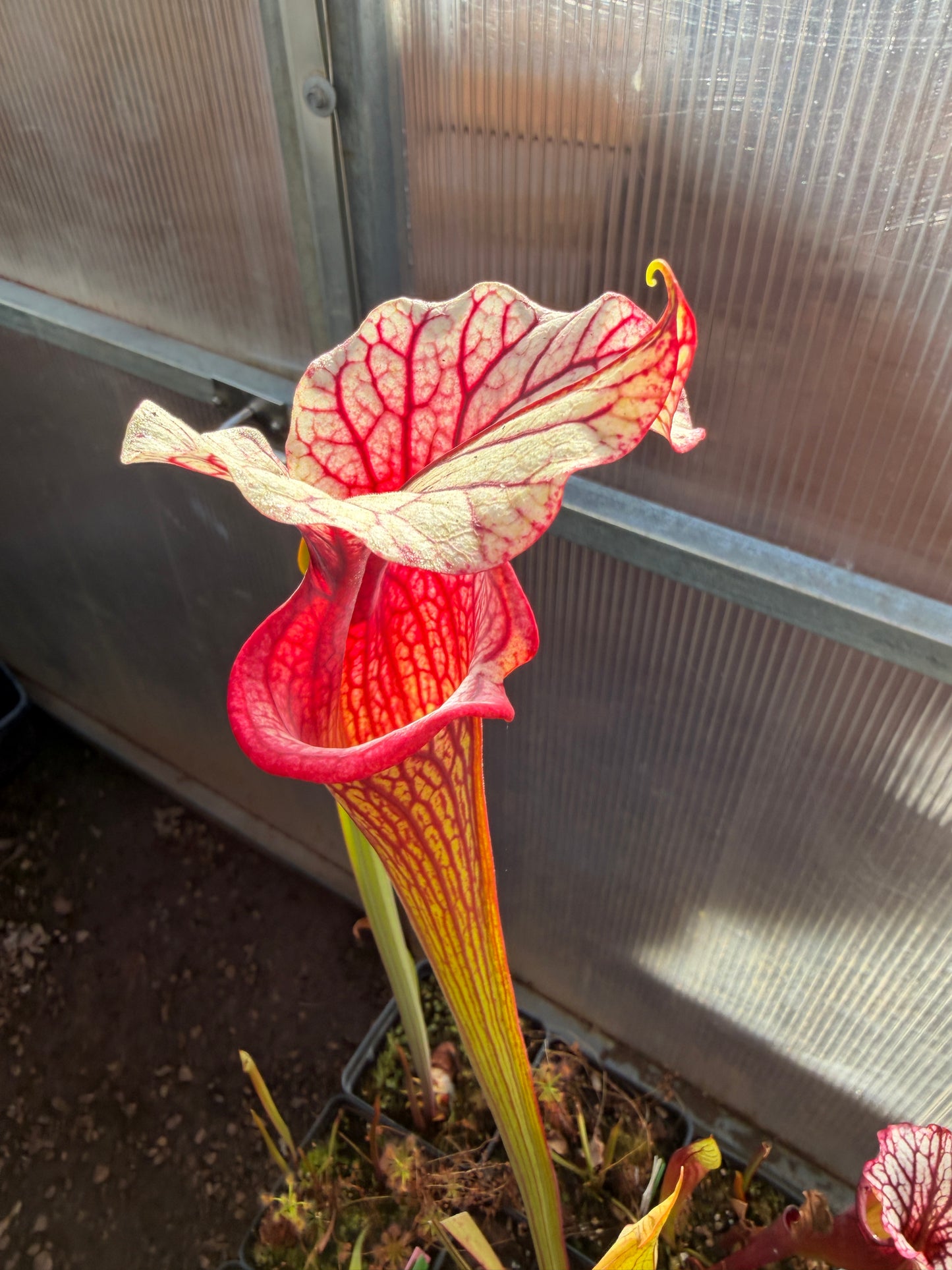 Sarracenia x Timothy King x Emile clone #3 CH/TH - Small (Shipped Bare-Root)