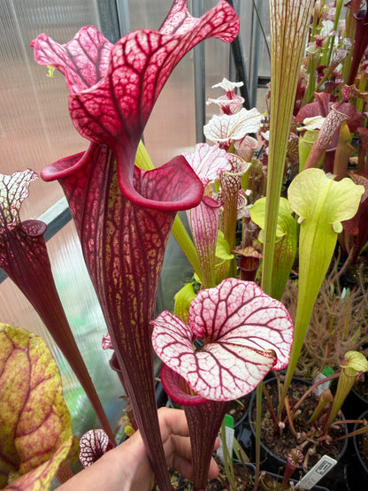 Sarracenia x Timothy King x Emile clone #3 CH/TH - Small (Shipped Bare-Root)