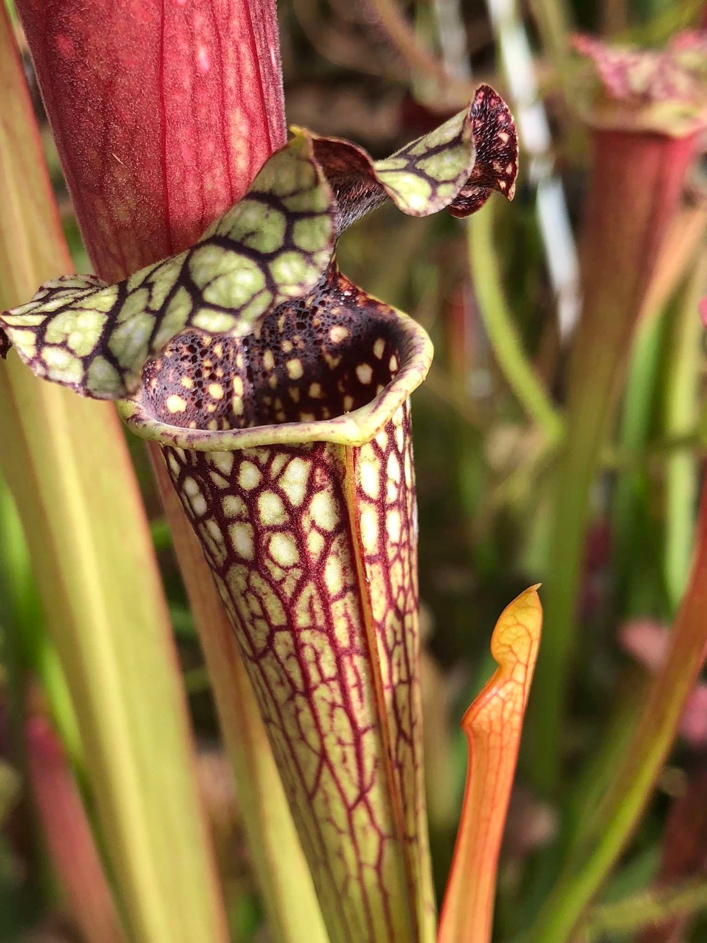 Sarracenia x Titan x Black Widow (Shipped Bare-Root)