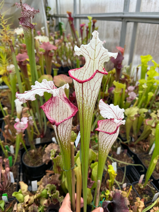 Sarracenia x Top Lady (Shipped Bare-Root)
