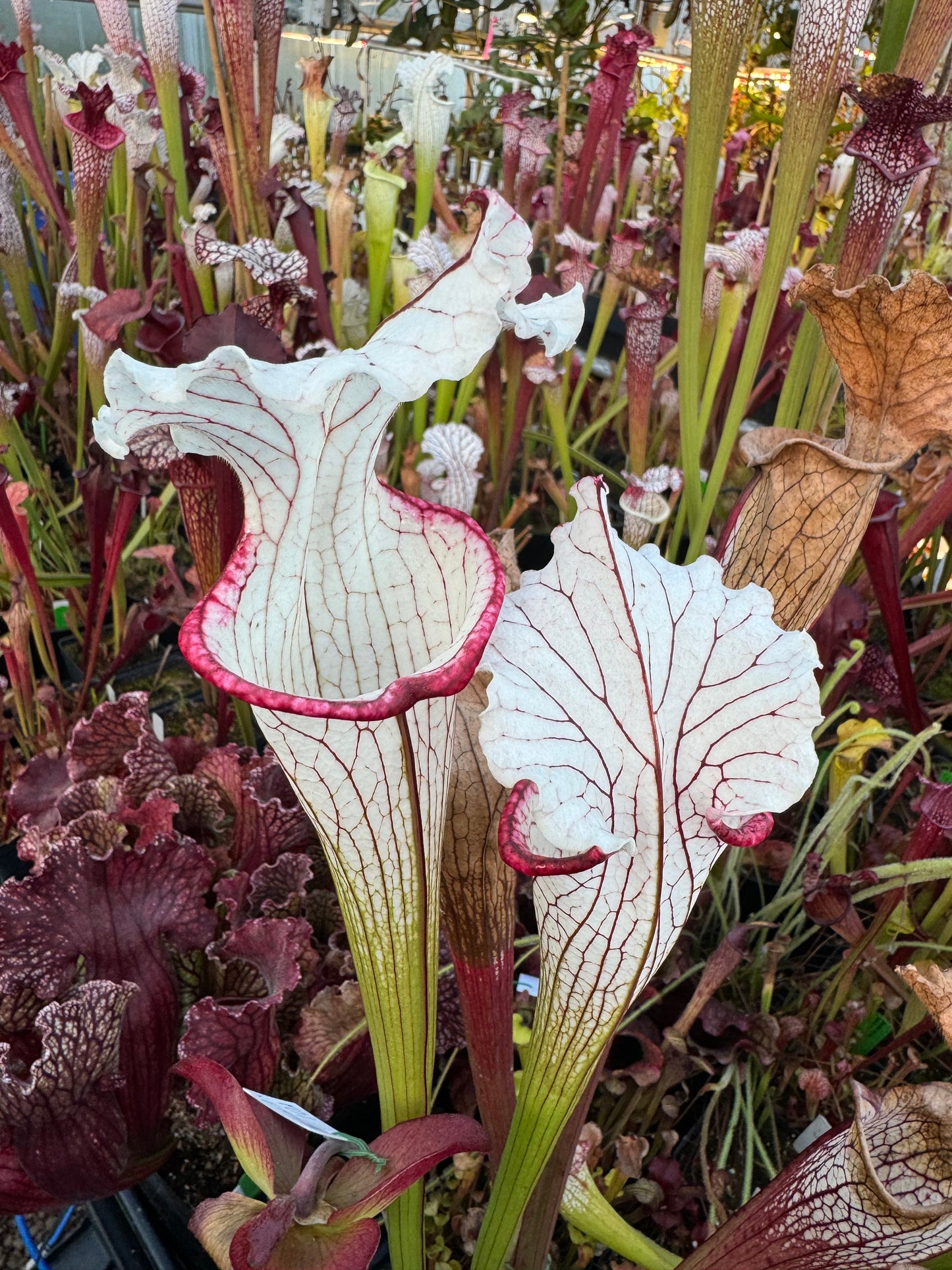 Sarracenia x Top Lady (Shipped Bare-Root)
