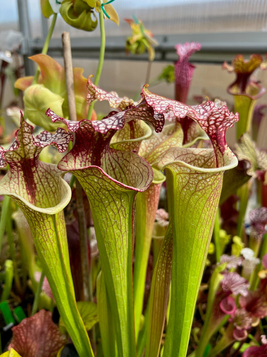Sarracenia x Tyrex (Shipped Bare-Root)