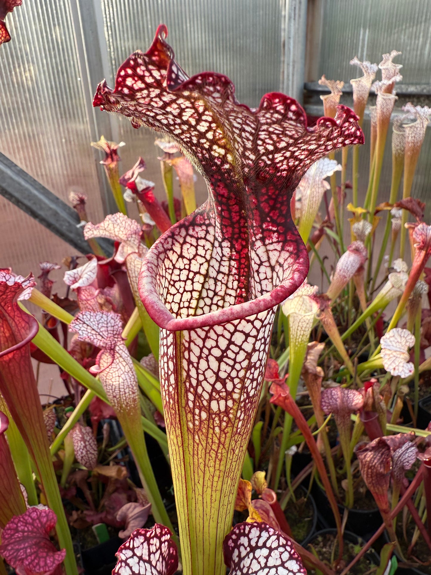 Sarracenia x Vampire Queen (Shipped Bare-Root)