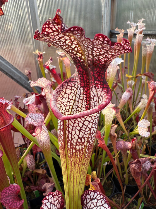 Sarracenia x Vampire Queen (Shipped Bare-Root)