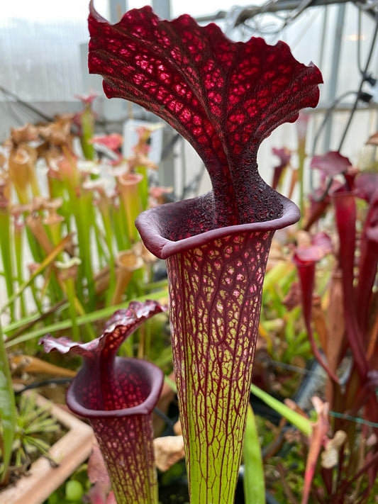 Sarracenia x Vintner Treasure (Shipped Bare-Root)