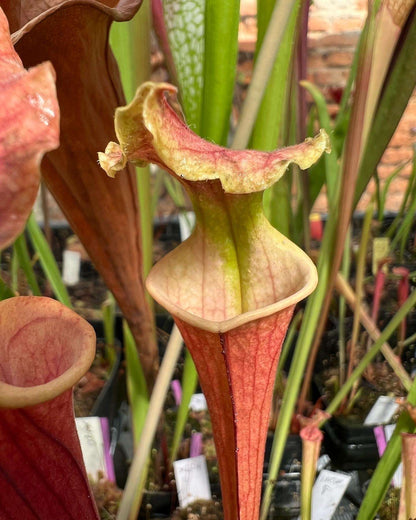 Sarracenia x Watercolors (Shipped Bare-Root)
