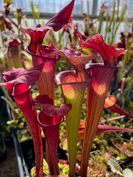 Sarracenia x Watercolors (Shipped Bare-Root)