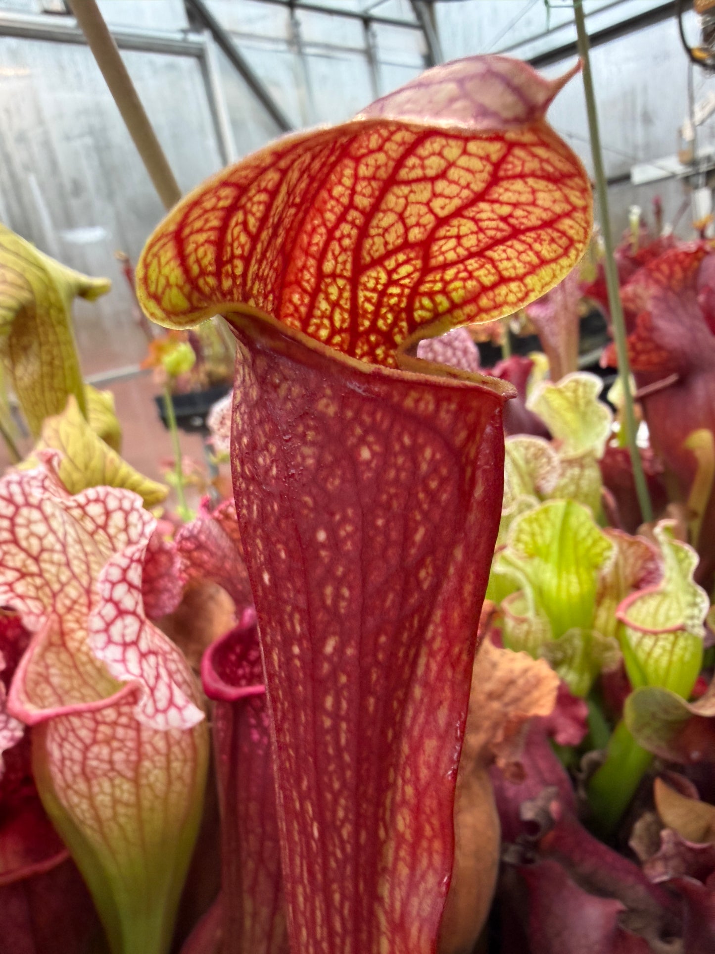 Sarracenia x Waxy Liz T auagwap (Shipped Bare-Root)