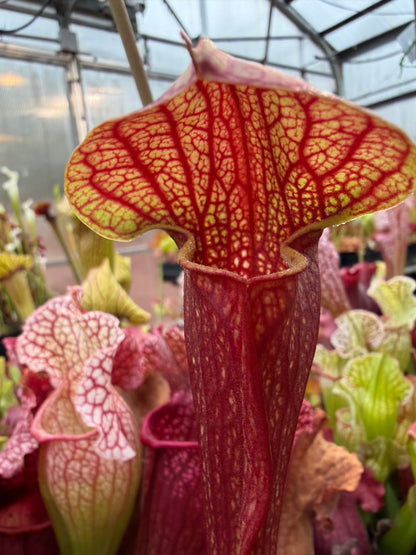 Sarracenia x Waxy Liz T auagwap (Shipped Bare-Root)
