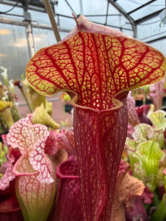 Sarracenia x Waxy Liz T auagwap (Shipped Bare-Root)