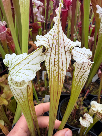 Sarracenia x White Lightning - Small (Shipped Bare-Root)