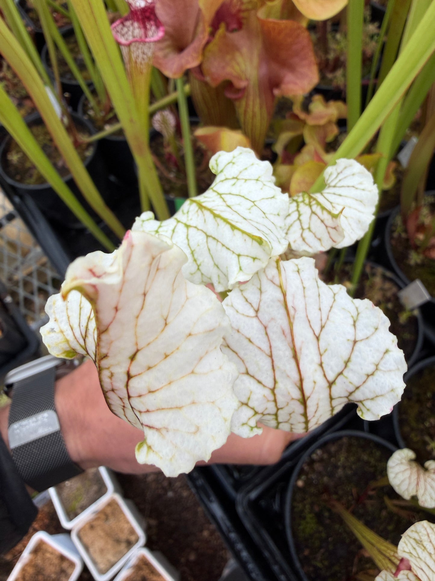 Sarracenia x White Lightning - Small (Shipped Bare-Root)