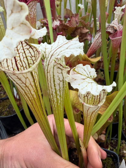 Sarracenia x White Lightning - Small (Shipped Bare-Root)