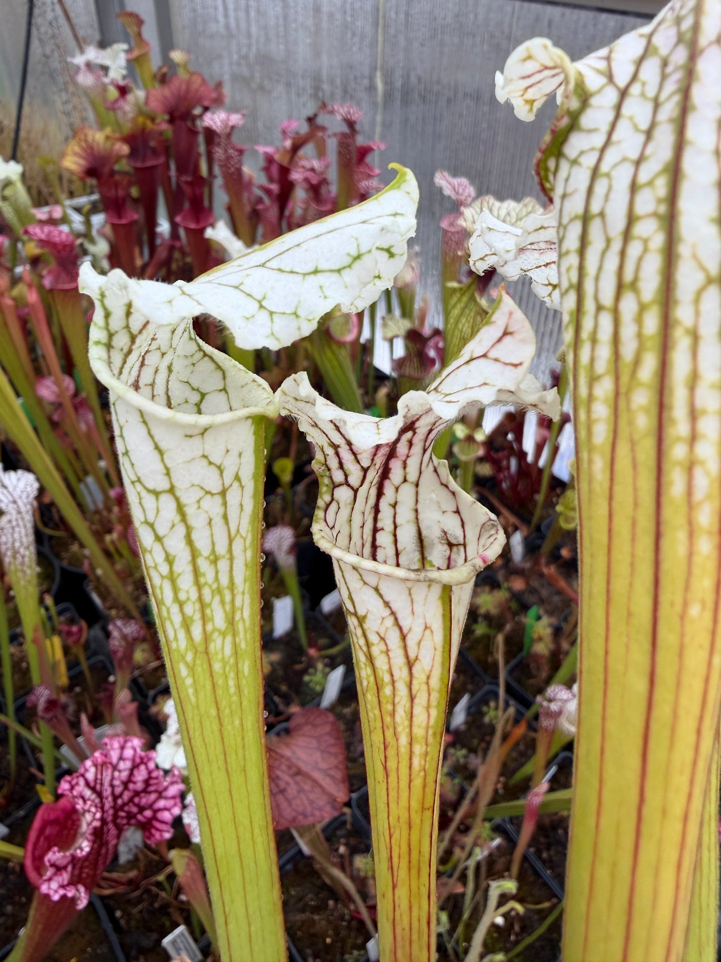 Sarracenia x White Lightning - Small (Shipped Bare-Root)