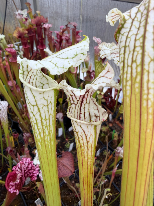 Sarracenia x White Lightning - Small (Shipped Bare-Root)