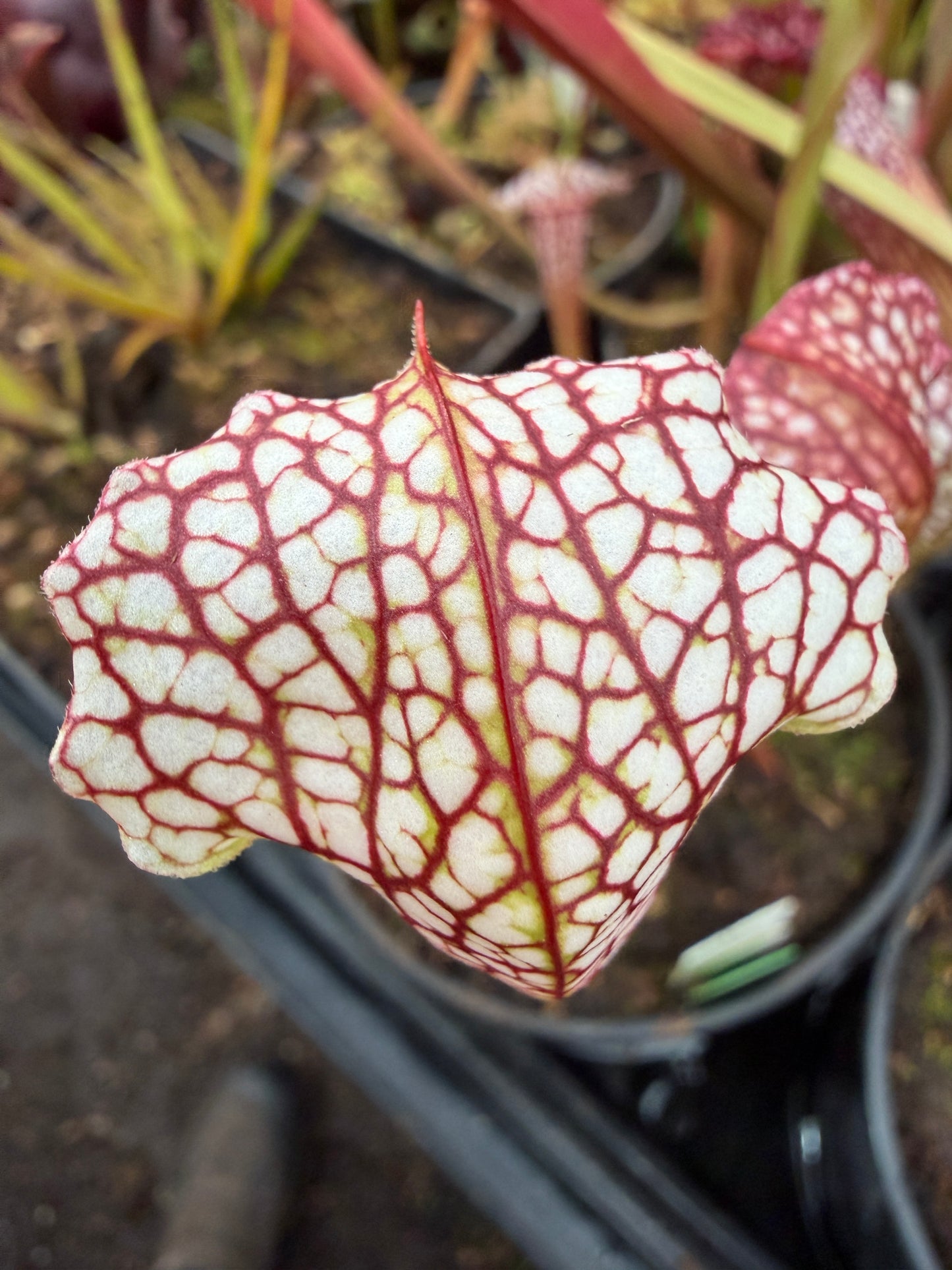Sarracenia x White Mamba Jerry A Small (Shipped Bare-Root)