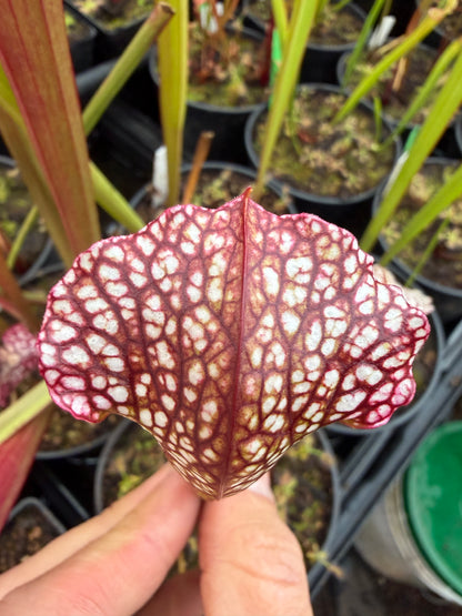 Sarracenia x White Mamba Jerry A Small (Shipped Bare-Root)