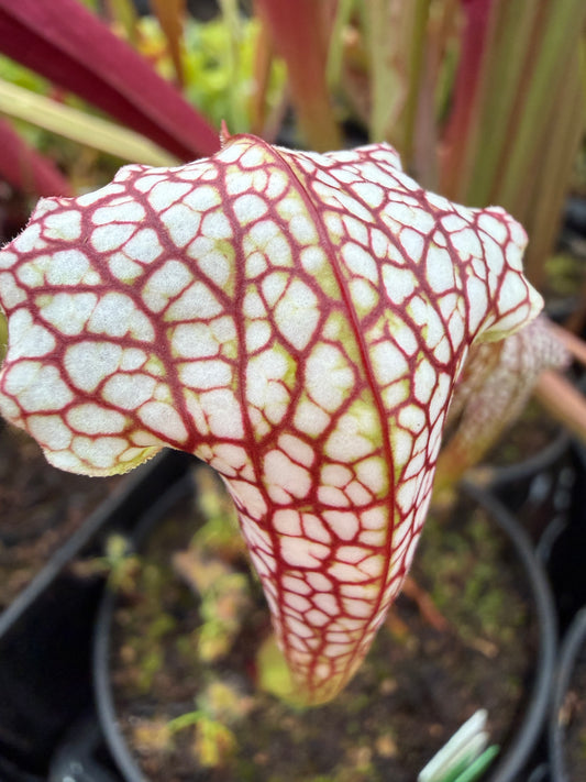 Sarracenia x White Mamba Jerry A Small (Shipped Bare-Root)