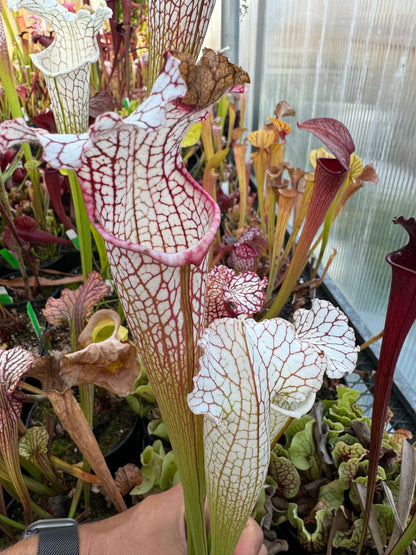 Sarracenia x White Mitchelliana x leucophylla HCW F (Shipped Bare-Root)